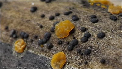 Claussenomyces xylophilus