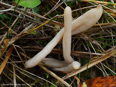 Clavaria
