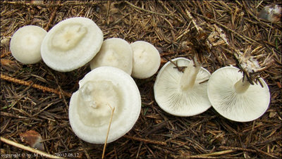 Clitocybe odora