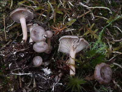 Clitocybe trulliformis