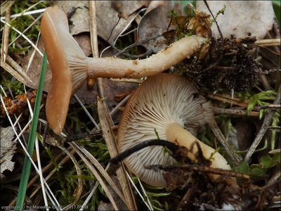 Clitocybe vermicularis