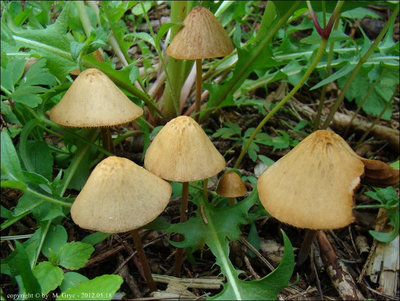Conocybe anthracophila