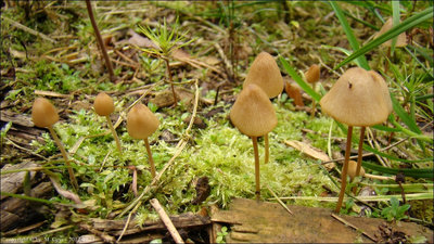 C. anthracophila var. ovispora