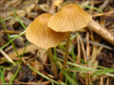 Conocybe aurea