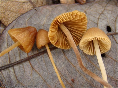 Conocybe brunneidisca