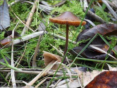 Conocybe echinata