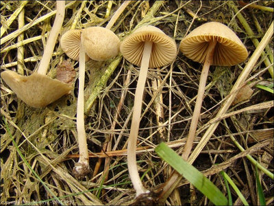Conocybe fuscimarginata