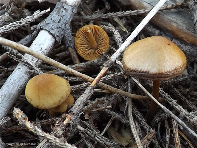 Conocybe hololeuca