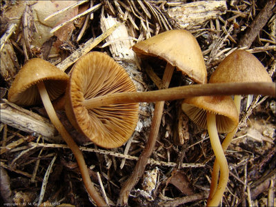 C. juniana var. sordescens