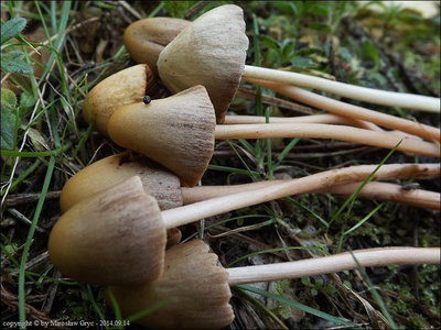 Conocybe macrospora