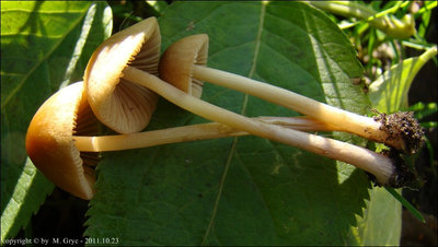 Conocybe mesospora