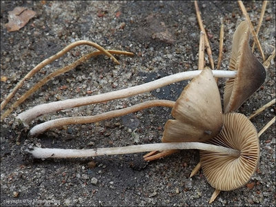 C. pilosella var. brunneonigra