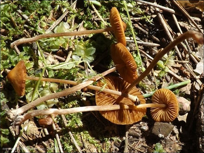 Conocybe rickeniana