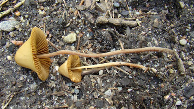 Conocybe siennophylla