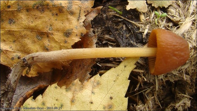 Conocybe singeriana