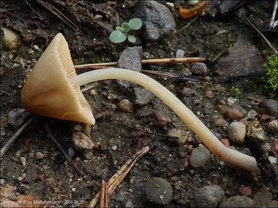 Conocybe spiculoides