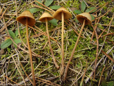 Conocybe subovalis