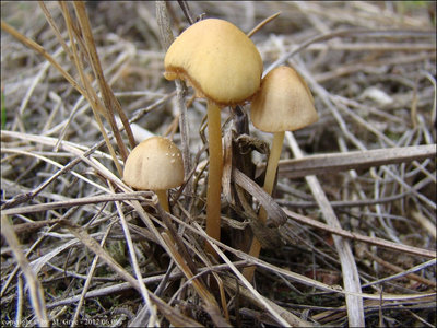 Conocybe subpallida