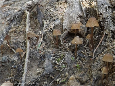 Conocybe velutipes