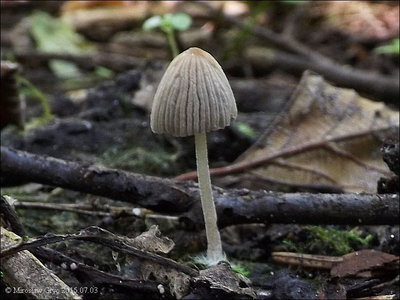 Coprinellus allovelus