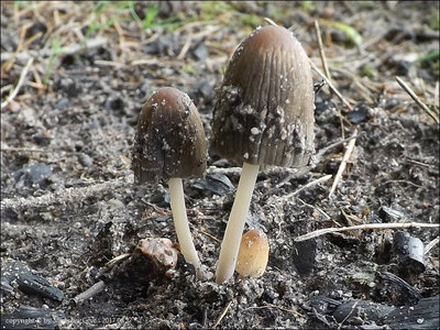Coprinellus angulatus