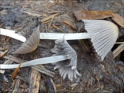 Coprinellus congregatus