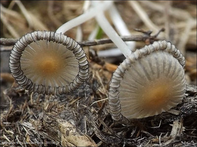 Coprinellus ephemerus