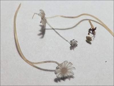 Coprinellus heterosetulosus