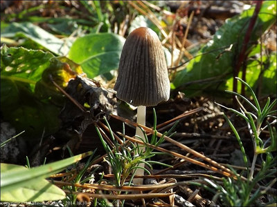 Coprinellus uljei