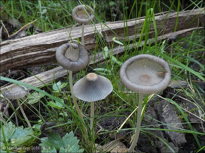 Coprinellus velatopruinatus