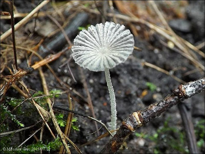 Coprinopsis candidata