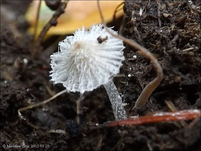 Coprinopsis candidolanata