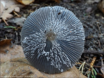 Coprinopsis fusispora