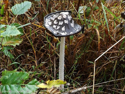Coprinopsis picacea