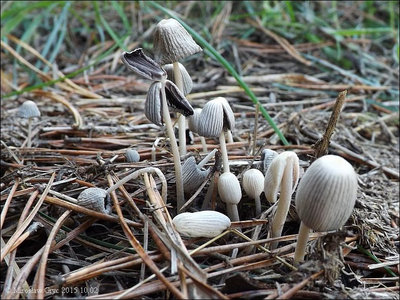 Coprinopsis rugosobispora
