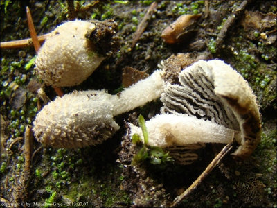 Coprinopsis rugosomagnispora