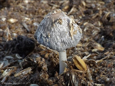 Coprinopsis villosa