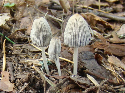 Coprinus sp. (2013.06.29)