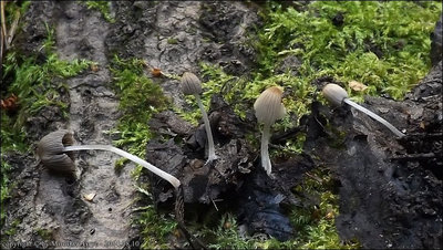 Coprinus sp. (2014.08.10)