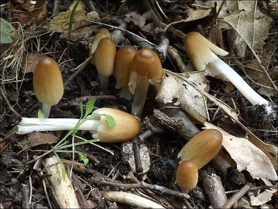 Coprinus sp. (2022.06.19)