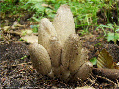 Coprinus acuminatus