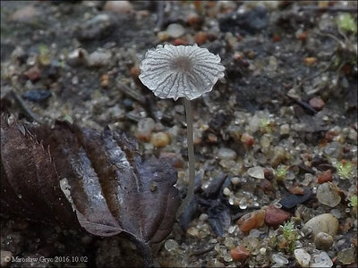 Coprinus amphithallus