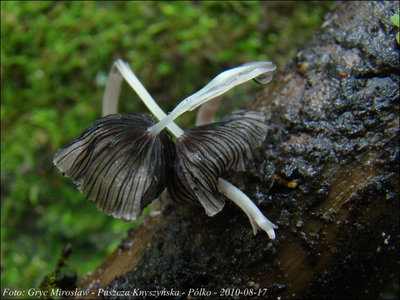 Coprinus aquatilis
