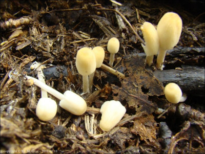Coprinus bisporiger