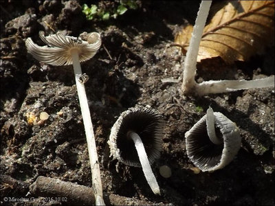 Coprinus cinereofloccosus