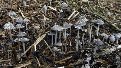 Coprinus cinereus