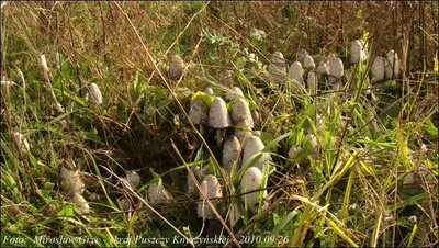 Coprinus comatus