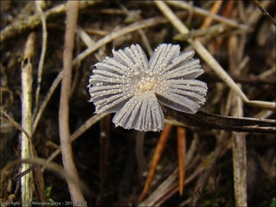 Coprinus cordisporus
