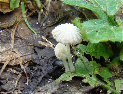 Coprinus cortinatus