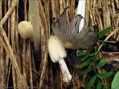 Coprinus ellisii